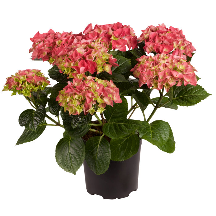 Hortensia i 17 cm potte